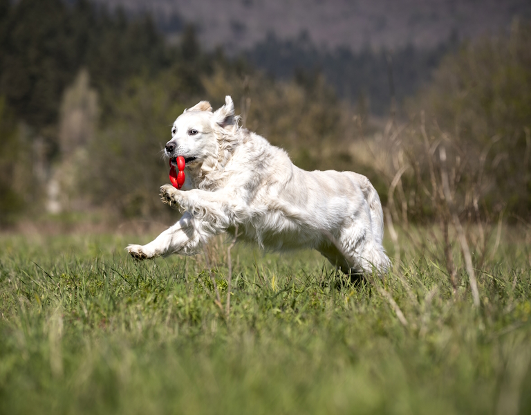 Lorem ipsum dolor sit
